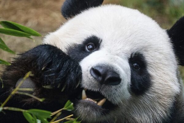 Two_New_Giant_Pandas_Set_to_Delight_Hong_Kong_Visitors_This_Sunday