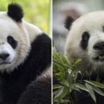 Two New Giant Pandas to Call Washington D.C. Home