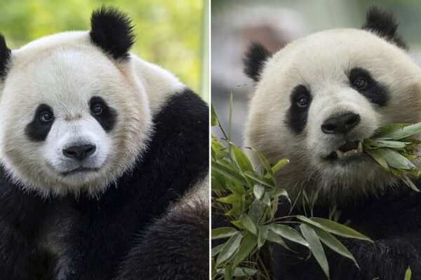 Two New Giant Pandas to Call Washington D.C. Home Two New Giant Pandas to Call Washington D.C. Home