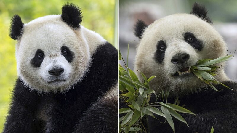 Two_New_Giant_Pandas_to_Call_Washington_DC_Home - Khabar Asia Two New Giant Pandas to Call Washington D.C. Home
