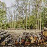 UNEP Warns: Deforestation Neglect Threatens Global Sustainable Future