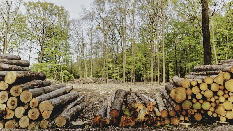 UNEP_Warns_Deforestation_Neglect_Threatens_Global_Sustainable_Future - Khabar Asia UNEP Warns: Deforestation Neglect Threatens Global Sustainable Future