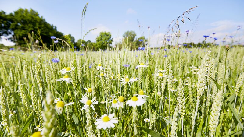 UN Appoints Astrid Schomaker as New Biodiversity Chief
