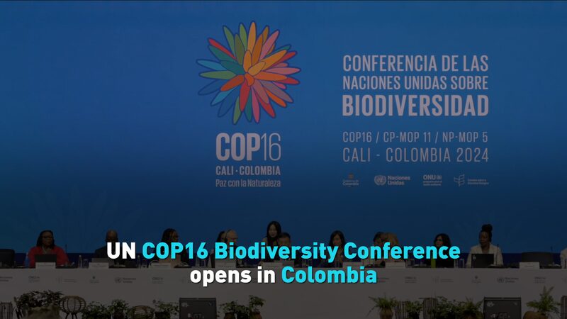 UN_COP16_Biodiversity_Conference_Opens_in_Colombia_With_Calls_for_Increased_Funding video poster