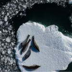 UN Calls for Ambitious Climate Pledges to Secure Global Future