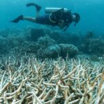UN_Calls_for_Urgent_Funding_to_Save_Threatened_Coral_Reefs