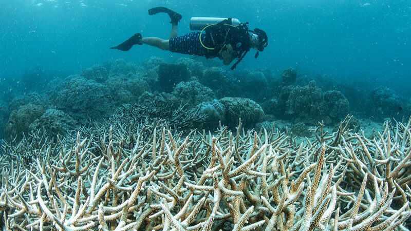 UN_Calls_for_Urgent_Funding_to_Save_Threatened_Coral_Reefs - Khabar Asia UN_Calls_for_Urgent_Funding_to_Save_Threatened_Coral_Reefs