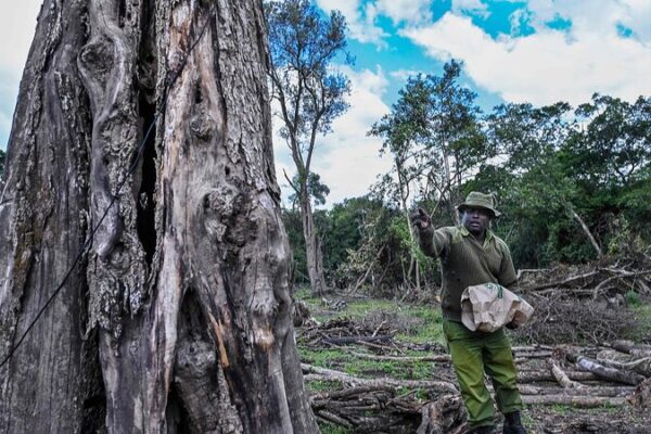UN Names 7 Initiatives as World Restoration Flagships Ahead of UNEA-6