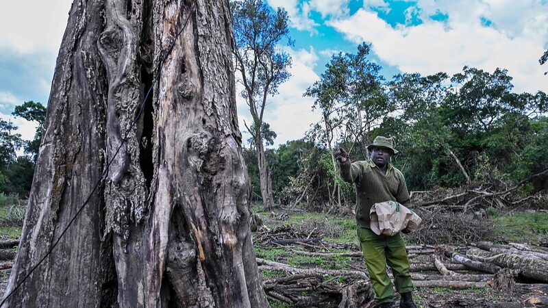 UN_Names_7_Initiatives_as_World_Restoration_Flagships_Ahead_of_UNEA-6 - Khabar Asia UN Names 7 Initiatives as World Restoration Flagships Ahead of UNEA-6