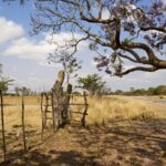 UN Raises Concerns as Zimbabwe Declares State of Emergency Amid Severe Drought