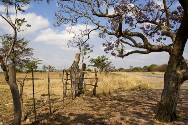 UN Raises Concerns as Zimbabwe Declares State of Emergency Amid Severe Drought UN Raises Concerns as Zimbabwe Declares State of Emergency Amid Severe Drought