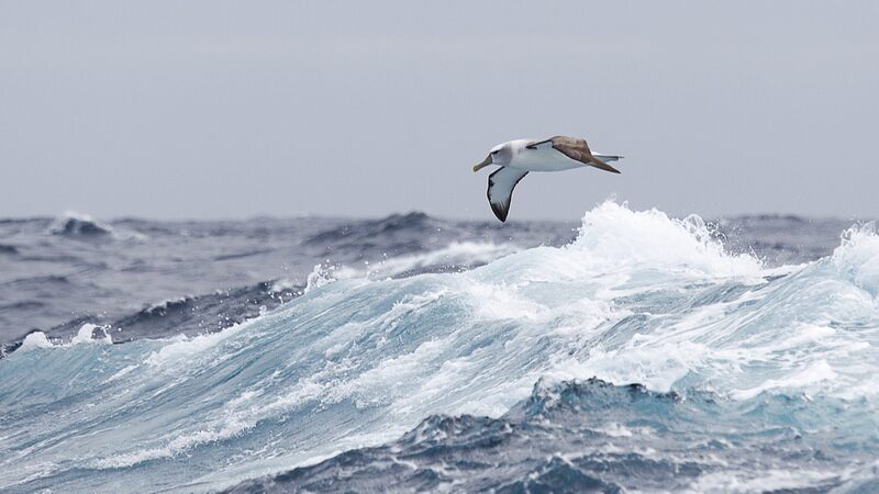 UN_Report_Warns_of_Global_Threats_to_Migratory_Species - Khabar Asia UN Report Warns of Global Threats to Migratory Species