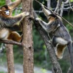UN_Tourism_Hosts_Photo_Exhibition_Celebrating_China_s_Wildlife_in_Madrid - Khabar Asia UN_Tourism_Hosts_Photo_Exhibition_Celebrating_China_s_Wildlife_in_Madrid