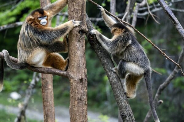 UN Tourism Hosts Photo Exhibition Celebrating China’s Wildlife in Madrid UN_Tourism_Hosts_Photo_Exhibition_Celebrating_China_s_Wildlife_in_Madrid