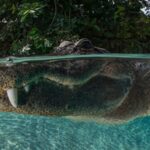 Uncertainty_Looms_Over_Global_Wildlife_Protection_Amid_Changes_to_U_S__Endangered_Species_Act