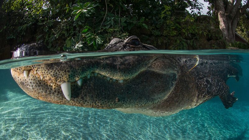 Uncertainty_Looms_Over_Global_Wildlife_Protection_Amid_Changes_to_U_S__Endangered_Species_Act