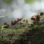 Under the Shade of Ancient Banyan Trees in Eastern Fujian video poster