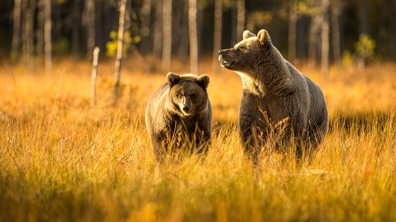 Understanding_Chinas_Revised_Wildlife_Protection_Law_Key_Changes_and_Impacts - Khabar Asia Understanding China's Revised Wildlife Protection Law: Key Changes and Impacts