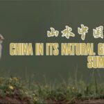 Unlikely Allies: Birds and Pikas Forge Bond on Qinghai-Tibet Plateau video poster
