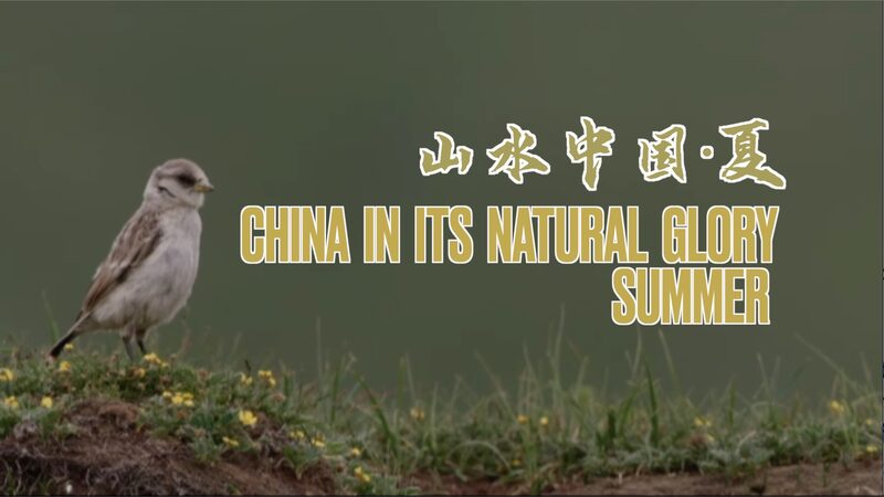 Unlikely Allies: Birds and Pikas Forge Bond on Qinghai-Tibet Plateau video poster