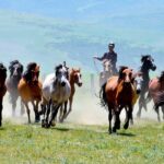 Unlocking Nature's Potential: A Vital Tool in the Climate Fight