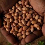 Unpredictable_Climate_Drives_Indian_Scientists_to_Develop_Resilient_Seeds