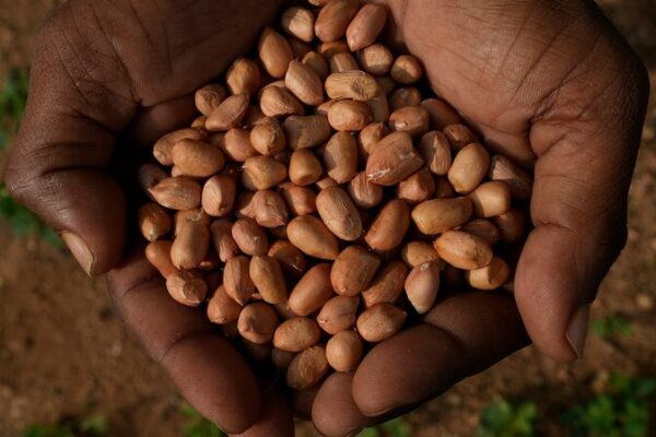 Unpredictable Climate Drives Indian Scientists to Develop Resilient Seeds Unpredictable_Climate_Drives_Indian_Scientists_to_Develop_Resilient_Seeds