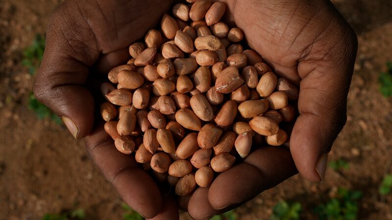 Unpredictable_Climate_Drives_Indian_Scientists_to_Develop_Resilient_Seeds - Khabar Asia Unpredictable_Climate_Drives_Indian_Scientists_to_Develop_Resilient_Seeds
