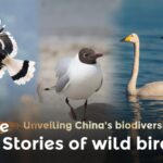 Unveiling China's Biodiversity: The Captivating Stories of Wild Birds video poster