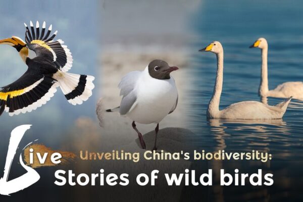Unveiling China’s Biodiversity: The Captivating Stories of Wild Birds Unveiling China's Biodiversity: The Captivating Stories of Wild Birds video poster