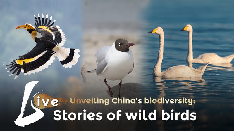 Unveiling_Chinas_Biodiversity_The_Captivating_Stories_of_Wild_Birds_poster - Khabar Asia Unveiling China's Biodiversity: The Captivating Stories of Wild Birds video poster