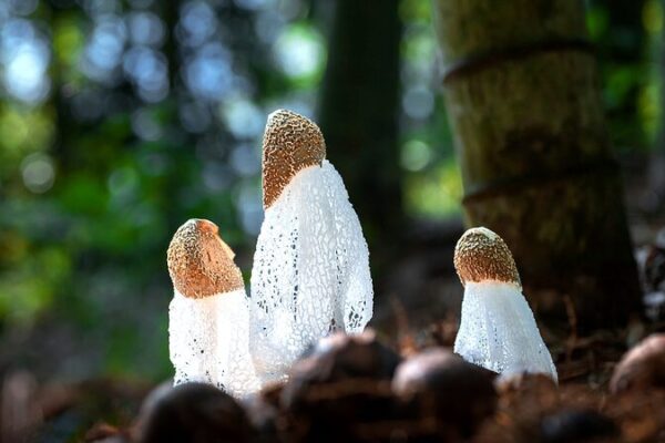 Unveiling Hainan’s Hidden Treasures: The Enchanting World of Fungi Unveiling Hainan's Hidden Treasures: The Enchanting World of Fungi video poster