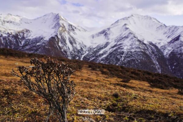 Unveiling the Ancient Forests of Mount Sigu’niang: China’s Pristine Wilderness Unveiling the Ancient Forests of Mount Sigu'niang: China's Pristine Wilderness