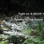 Unveiling the Golden Snub-Nosed Monkeys of China's Shennongjia Reserve video poster
