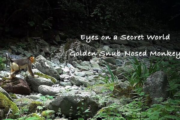Unveiling the Golden Snub-Nosed Monkeys of China’s Shennongjia Reserve Unveiling the Golden Snub-Nosed Monkeys of China's Shennongjia Reserve video poster