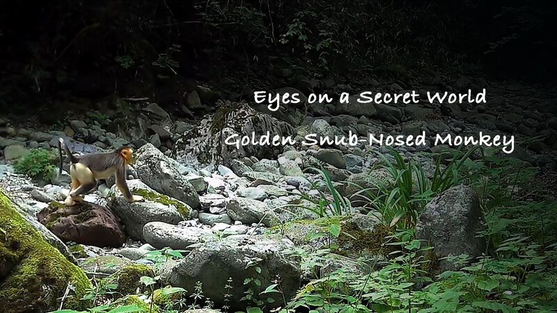 Unveiling_the_Golden_Snub-Nosed_Monkeys_of_Chinas_Shennongjia_Reserve_poster - Khabar Asia Unveiling the Golden Snub-Nosed Monkeys of China's Shennongjia Reserve video poster