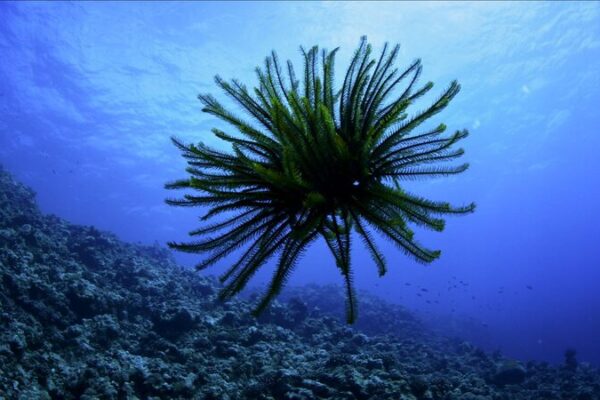 Unveiling the Hidden Beauty of Sea Lilies in the South China Sea Unveiling the Hidden Beauty of Sea Lilies in the South China Sea video poster