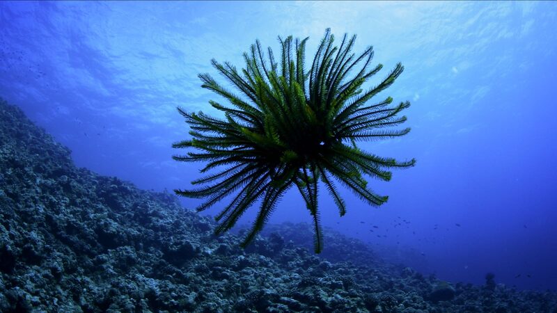 Unveiling the Hidden Beauty of Sea Lilies in the South China Sea video poster