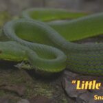 Unveiling the 'Loong': The Animals Bearing the Dragon's Name in Chinese video poster