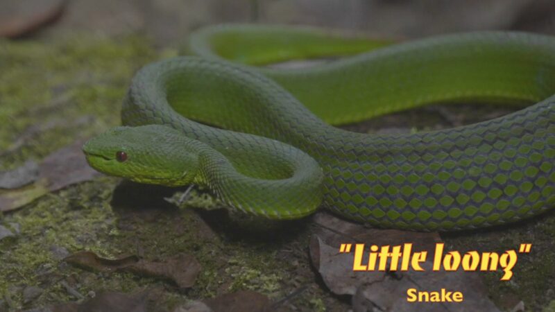 Unveiling_the_Loong_The_Animals_Bearing_the_Dragons_Name_in_Chinese_poster - Khabar Asia Unveiling the 'Loong': The Animals Bearing the Dragon's Name in Chinese video poster