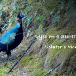 Unveiling the Rare Sclater's Monal in China's Gaoligong Mountains video poster