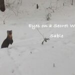 Unveiling the Secret World of Sables in China's Heilongjiang Reserve video poster