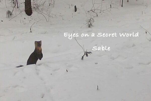 Unveiling the Secret World of Sables in China's Heilongjiang Reserve video poster