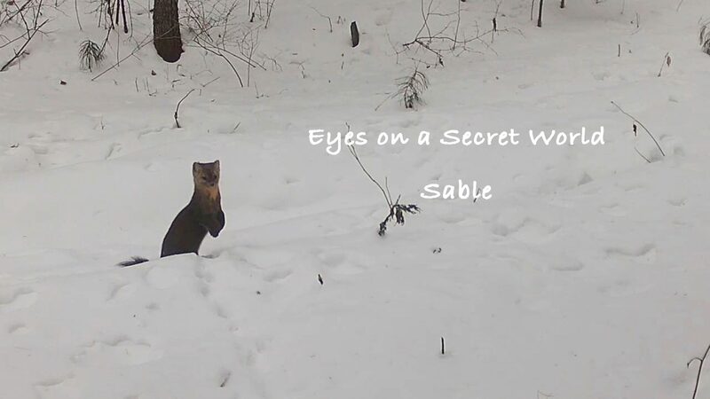 Unveiling_the_Secret_World_of_Sables_in_Chinas_Heilongjiang_Reserve_poster - Khabar Asia Unveiling the Secret World of Sables in China's Heilongjiang Reserve video poster