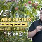 Unveiling_the_Sweet_Secrets_of_Yangshan_Honey_Peaches video poster