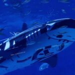 Unveiling_the_World_s_First_Intelligent_Robotic_Whale_Shark video poster