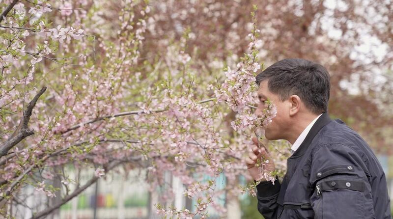 Uzbek Botanist Explores China's Wild Plants Under Tianshan Mountains video poster