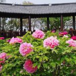 Veteran's Return Highlights Heze's Flourishing Peony Industry