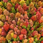 Vibrant_Colors_Sweep_Through_Guizhou_Forest video poster