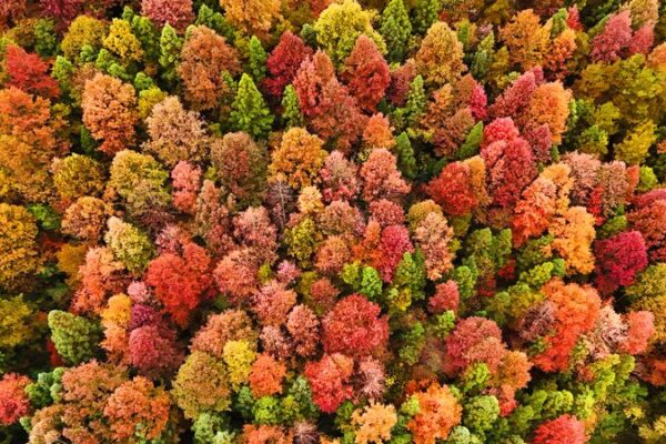 Vibrant Colors Sweep Through Guizhou Forest Vibrant_Colors_Sweep_Through_Guizhou_Forest video poster